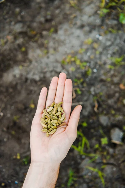 Immagine ritagliata dell'agricoltore che tiene in mano i semi di cardamomo sopra il suolo — Foto stock