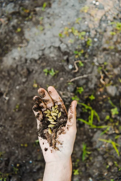 Immagine ritagliata dell'agricoltore che detiene semi di cardamomo con terreno in mano — Foto stock