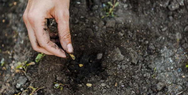 Imagen recortada del agricultor plantando semillas de cardamomo en el suelo - foto de stock