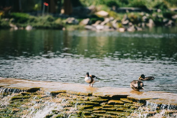 Tres patos sentados en la presa en el río en el parque - foto de stock