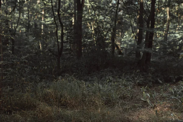 View of dark green forest texture — Stock Photo