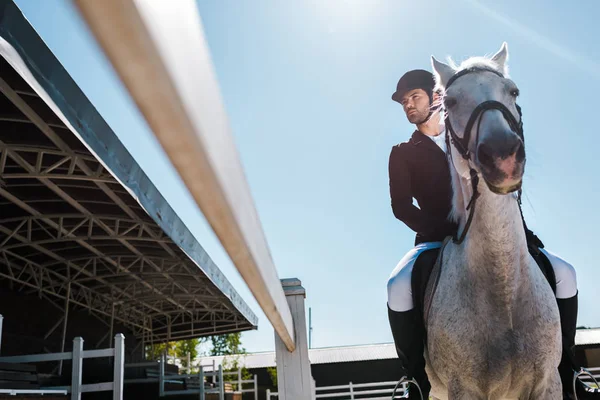 Vista de ángulo bajo de caballo ecuestre macho guapo en el club de caballos - foto de stock