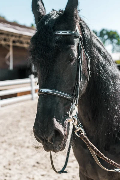 Um belo cavalo preto com cavalo halter em pé no rancho — Fotografia de Stock