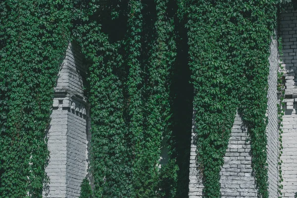 Maison avec de belles feuilles de lierre vert sur mur de briques blanches au jour ensoleillé — Photo de stock