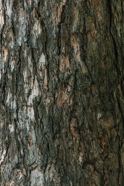 Cracked rough brown tree bark background — Stock Photo