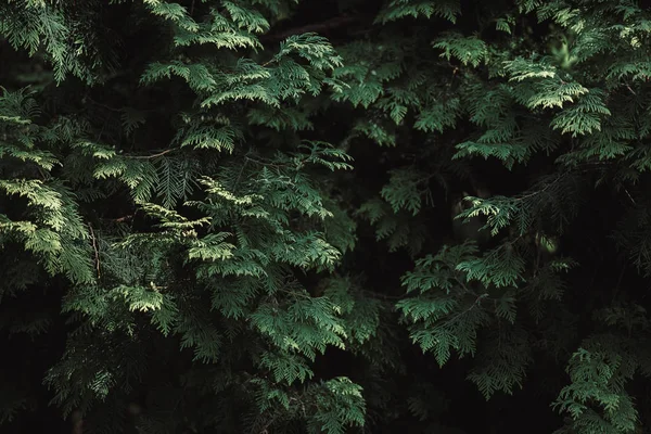 Bela árvore cipreste verde galhos, fundo natural — Fotografia de Stock
