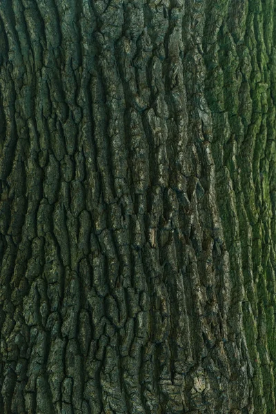 Vue rapprochée du fond d'écorce d'arbre vert fissuré — Photo de stock