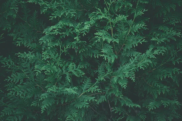Vista de cerca de hermosas ramas de ciprés verde - foto de stock