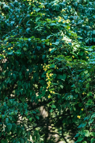 Красивый куст с зелеными листьями и маленькими цветущими цветами — стоковое фото
