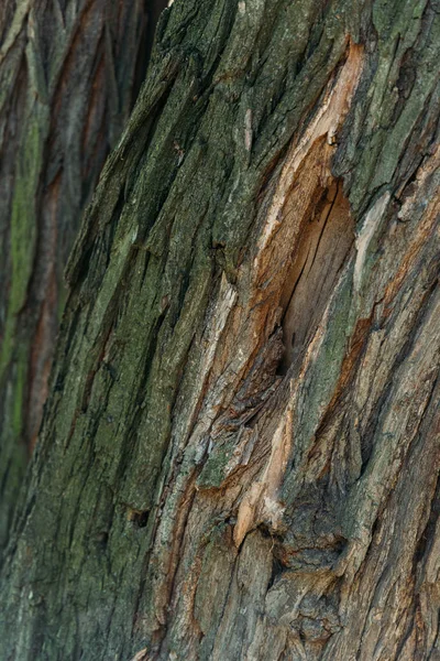 Cracked rough tree bark background — Stock Photo