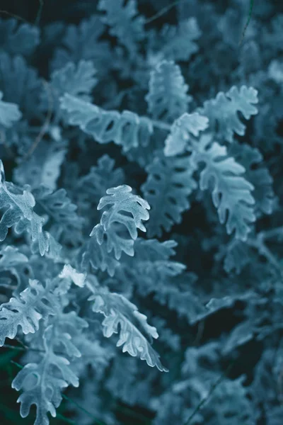 Close-up view of beautiful juniper, full frame natural natural — Stock Photo