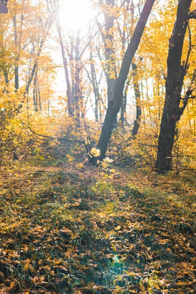 Vista panorámica del hermoso bosque otoñal con árboles amarillos en el día soleado - foto de stock
