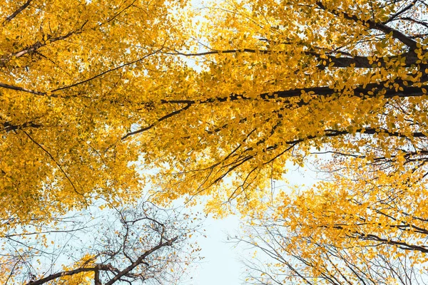 Vue du bas de la belle forêt automnale avec des arbres jaunes — Photo de stock