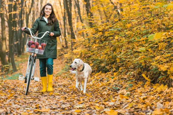 Fröhliches Mädchen mit Fahrrad mit Korb voller Äpfel und Hund, das auf gelbem Laubpfad im herbstlichen Wald spazieren geht — Stockfoto