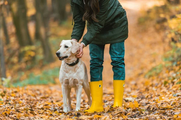 Image recadrée de la femme ajustant collier de chien sur golden retriever dans la forêt automnale — Photo de stock