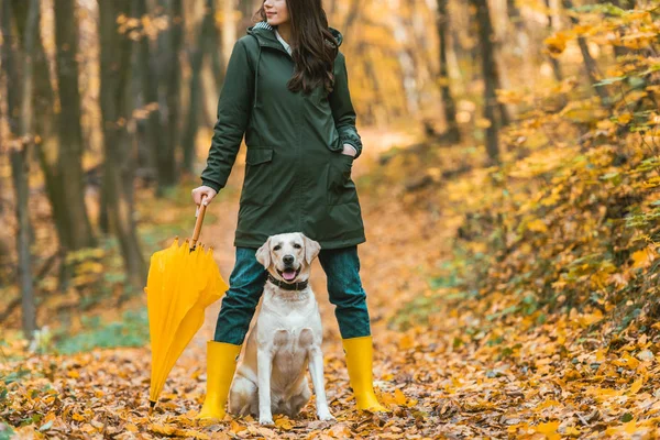 Netter Golden Retriever sitzt zwischen den Beinen einer Frau in Gummistiefeln mit gelbem Regenschirm im herbstlichen Wald — Stockfoto