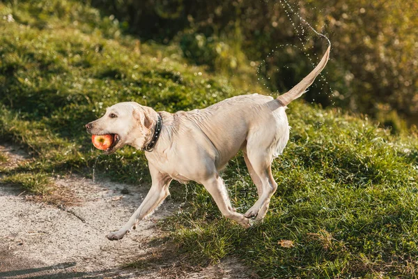 Wet adorable golden retriever running with apple in mouth outdoors — Stock Photo