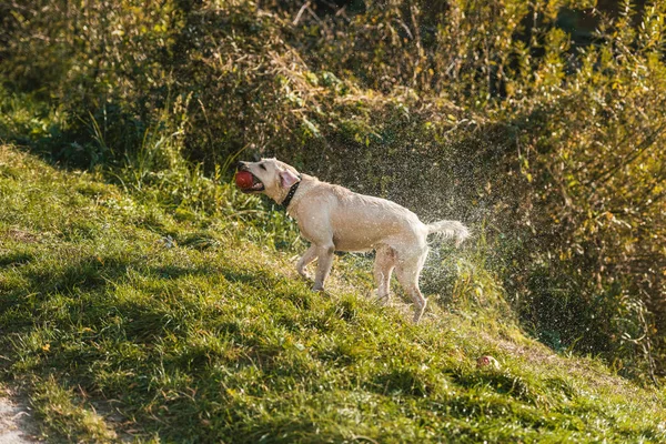 Selective focus of golden retriever with apple in mouth shaking itself dry on grass in park — Stock Photo