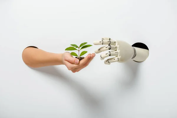 Cropped image of woman and robot holding green plant through holes on white — Stock Photo