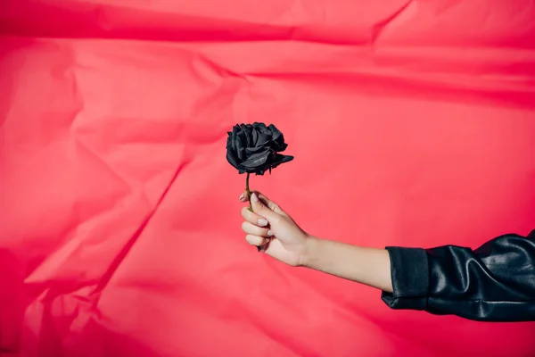 Visão parcial da mulher segurando flor de rosa preta no fundo vermelho — Fotografia de Stock