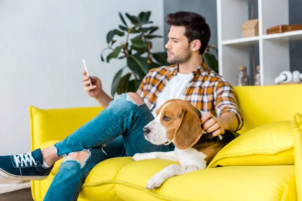 Enfoque selectivo de beagle perro y hombre con teléfono inteligente - foto de stock