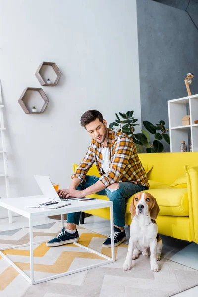 Jovem freelancer alegre trabalhando no laptop na sala de estar com cão beagle — Fotografia de Stock