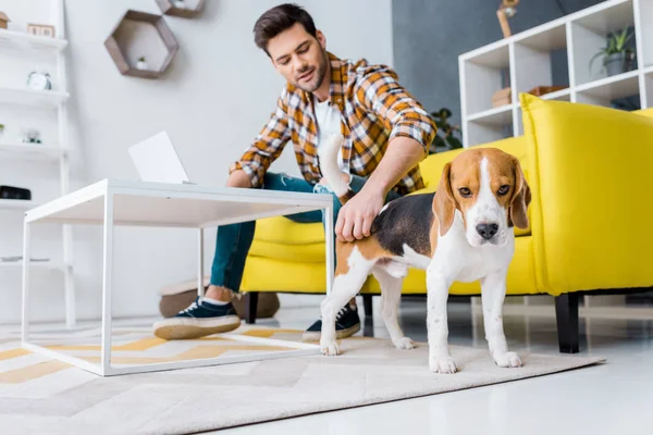 Selective focus of freelancer working on laptop in living room with beagle dog — Stock Photo