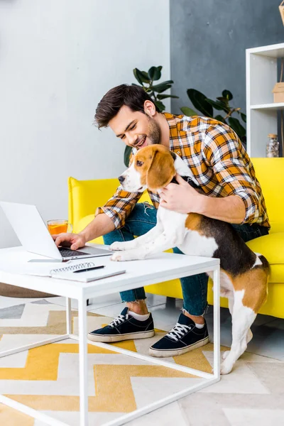Щасливий фрілансер, що працює на ноутбуці у вітальні з бігль собакою — стокове фото