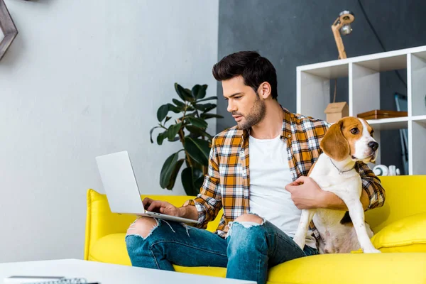 Male freelancer working on laptop on yellow sofa with dog — Stock Photo