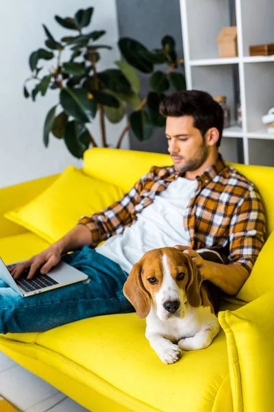 Cute beagle dog and man with laptop on sofa in living room — Stock Photo