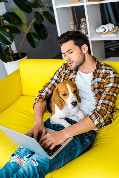 Красивий молодий чоловік використовує ноутбук на жовтому дивані з собакою — стокове фото