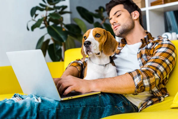 Красивий молодий чоловік використовує ноутбук на жовтому дивані з бігль собакою — стокове фото