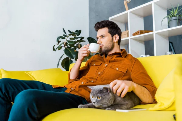 Bell'uomo che beve caffè e si siede sul divano con gatto pantaloncini britannico — Foto stock