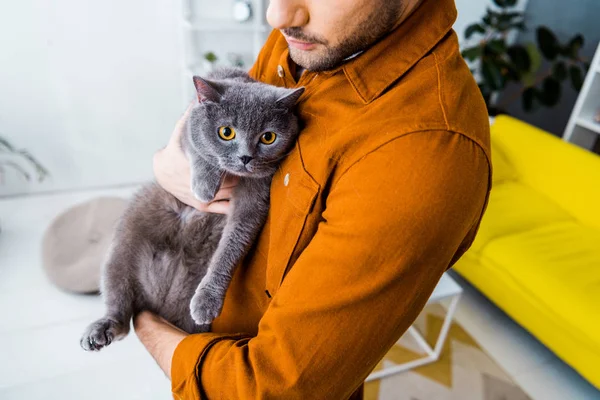 Обрезанный вид человека, держащего в руках британскую короткошерстную кошку — стоковое фото