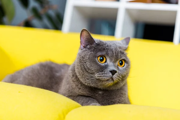 Cinza britânico curto gato deitado no sofá amarelo — Fotografia de Stock