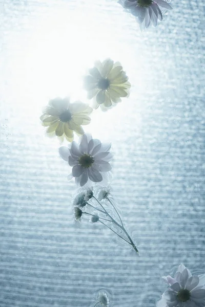 Close up de flores brancas e amarelas na água com luz solar — Fotografia de Stock