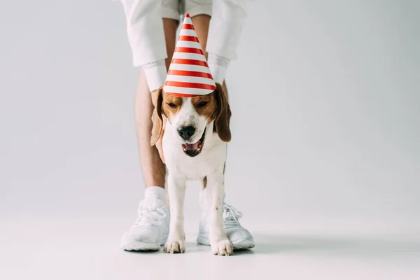 Corte vista de homem de pé perto bonito beagle cão no partido cap no fundo cinza — Fotografia de Stock