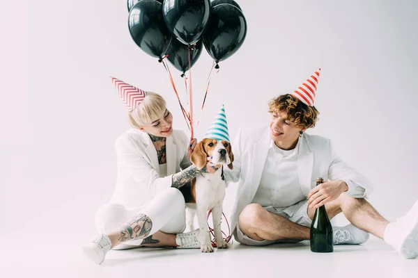 Cheerful couple sitting near beagle dog with balloons and bottle of champagne on grey background — Stock Photo