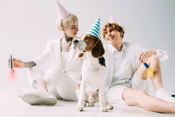 Enfoque selectivo de lindo perro beagle en gorra de fiesta con alegre pareja sobre fondo gris - foto de stock