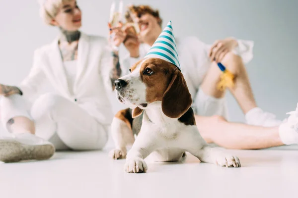 Selective focus of cute beagle dog in party cap near cheerful couple with glasses of champagne on grey background — Stock Photo