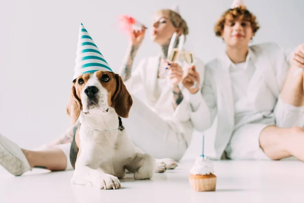 Selektiver Fokus des niedlichen Beagle-Hundes in Partymütze in der Nähe von Pärchen mit Champagnergläsern auf grauem Hintergrund — Stockfoto