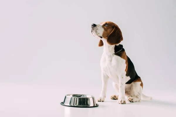 Lindo perro beagle sentado cerca de cuenco sobre fondo gris - foto de stock