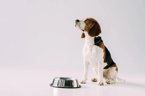 Carino beagle cane seduto vicino ciotola su sfondo grigio — Foto stock