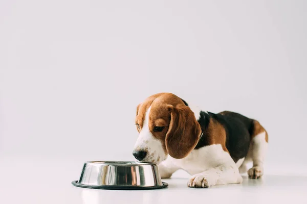 Beagle dog lying near bowl on grey background — Stock Photo