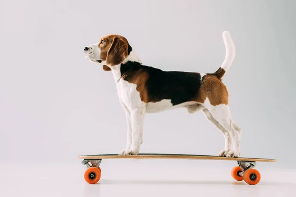 Adorable beagle dog riding skateboard on grey background — Stock Photo