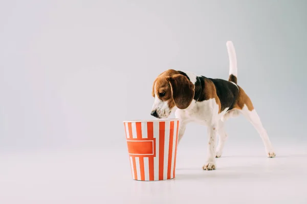 Cute beagle dog smelling popcorn in box on grey background — Stock Photo