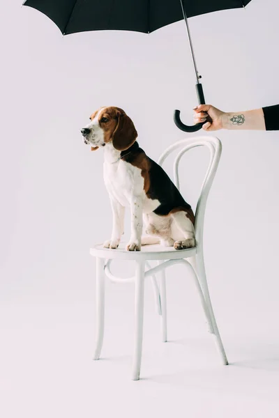 Vue recadrée d'une femme tenant un parapluie noir près d'un chien beagle assis sur une chaise sur fond gris — Photo de stock