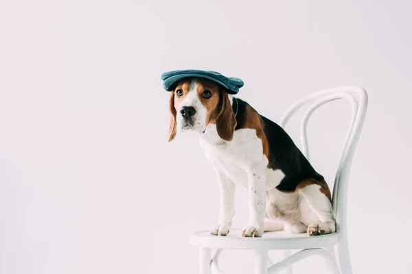 Прелестный пёс, сидящий на белом стуле в шляпе, изолированном на сером — стоковое фото