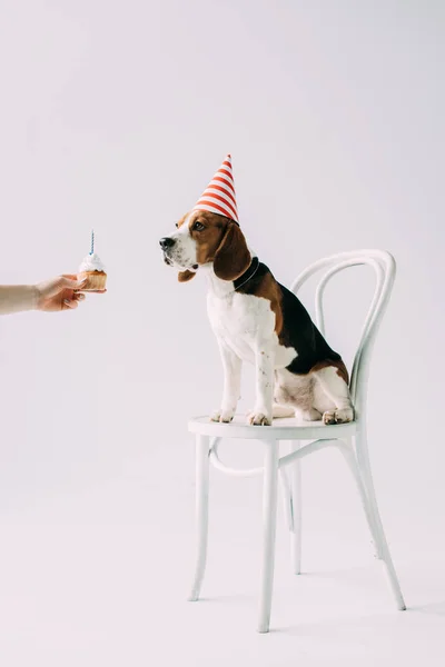 Vue recadrée de la femme tenant cupcake sucré près chien beagle assis sur chaise sur fond gris — Photo de stock