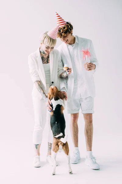 Cheerful couple looking at beagle dog while standing in party caps on grey background — Stock Photo